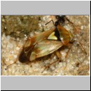 Lindenius albilabris - verliert beim Nesteintrag Lygus pratensis -w- 01a - OS-Hasbergen Lehmhuegel.jpg